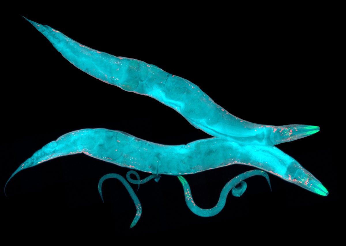 Blue microscopic worms touch.