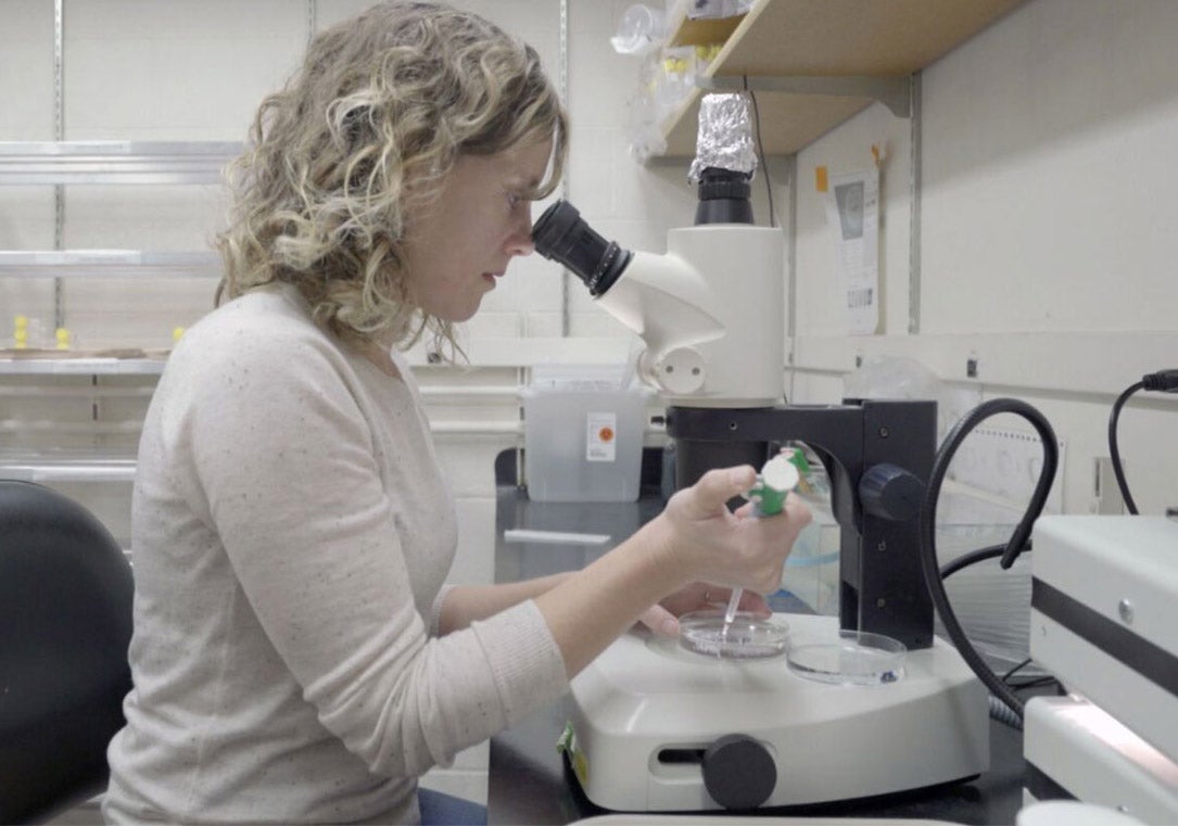 Graduate student Jennifer Hampton Hill working at a microscope.