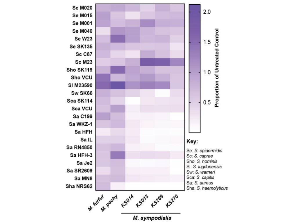 A seat-map showing forming units enumerated to calculate the proportion of bacteria surviving the indicated CFS treatment relative to the media control.