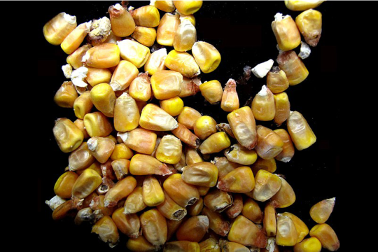 A small pile of dried corn kernels. 